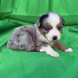 Girl 2 - female Miniature American Shepherd puppy in Plant City, Florida from Osborne & Stormborn FL Kennels