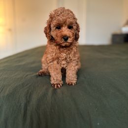 Cosmo - Red  male Poodle puppy in Missouri from Midwest Miniature Poodles