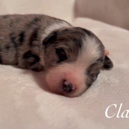 Claus - Blue merle male Miniature Australian Shepherd puppy in Corpus Christi, Texas from Elite Miniature Australian Shepherds