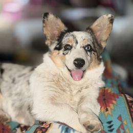 Millie - American Corgi