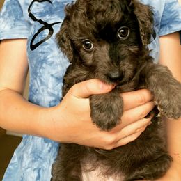 Aussiedoodle and Leopardoodle Puppies from A Puppy Crush