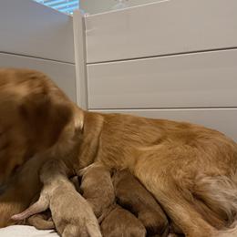 Golden Mountain Doodle puppies from Silver Barn Doodles