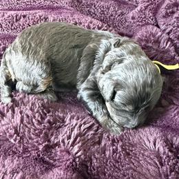 Girl 1 - Black and tan female Cavapoo puppy in Nampa,, Idaho from Clig Doodle Days