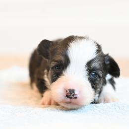 FROST - Black and tan male Pembroke Welsh Corgi puppy in Mona, Utah from Sorensen Corgis