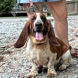 Basset Hounds from Bryant Bassets