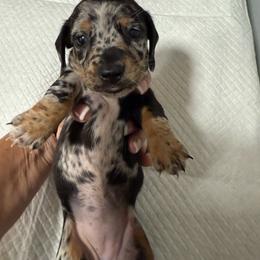 Bonnie - Dapple female Dachshund puppy in Whitesboro, Texas from Joanie's Tickled Pink Puppies