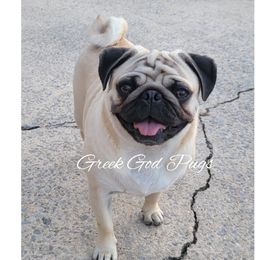 Oni - Pug