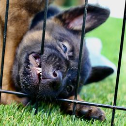 Belgian Malinois, Dutch Shepherd, and German Shepherd Puppies from Andy's Elite K9