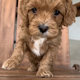 Cavapoo and Goldendoodle Puppies from Our Doodle Dwelling