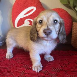 Puppy 2 - Cream male Dachshund puppy in Perryville, Maryland from Heavenly Heritage Dachshunds and Doods