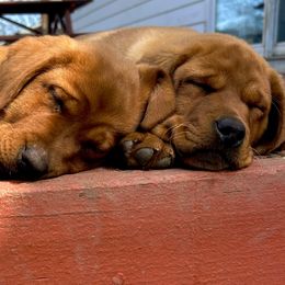 Labrador Retriever Puppies from Sunbrooke Acres