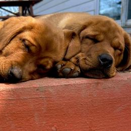 Labrador Retriever Puppies from Sunbrooke Acres
