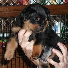 Rottweilers from Blue Diamond Rottweilers