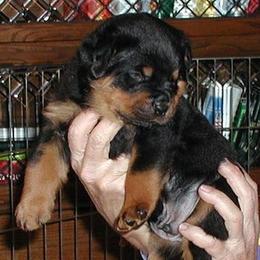 Rottweilers from Blue Diamond Rottweilers