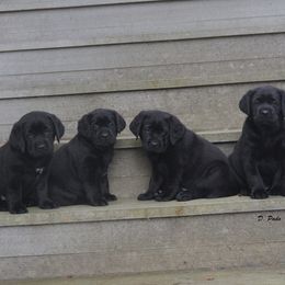 Labrador Retriever Puppies from ReiMur Labradors