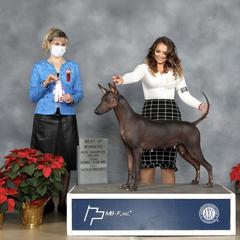 Legacy - Xoloitzcuintli