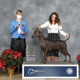Legacy - Xoloitzcuintli