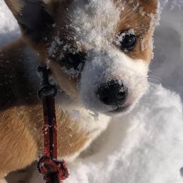 Pembroke Welsh Corgi Puppies from Naomi’s Corgis