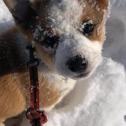Pembroke Welsh Corgi Puppies from Naomi’s Corgis