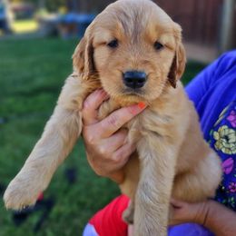 Golden Retriever Puppies from Great Golden Breeding