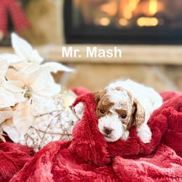 Mr Mash - Parti male Goldendoodle puppy in Saint George, Utah from Ashlee's Goldendoodles