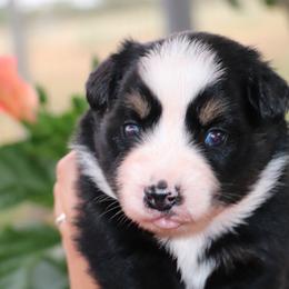 Big Mike - Black tri male Miniature Australian Shepherd puppy in Goliad, Texas from Sassy Lil Aussies and Diamond W Poodles