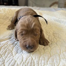 Boy 6 - Goldendoodle puppy in Mississippi from Beck's Doodles