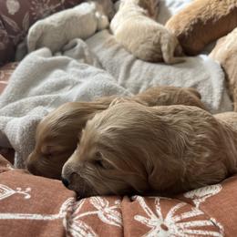 Goldendoodle puppies from Freshly Minted Goldendoodles