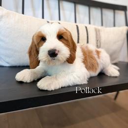 Pollack - Red male Australian Labradoodle puppy in Cave Creek, Arizona from Welcome Home Doodles