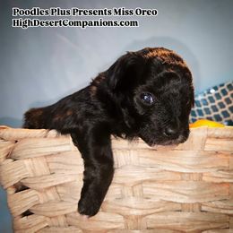 Aussiedoodle, Poodle, and Toy Australian Shepherd Puppies from High Desert Companions