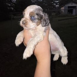 Boy 6 - Blue - Black and white male Cocker Spaniel puppy in Ellenboro, North Carolina from Chantels Spaniels