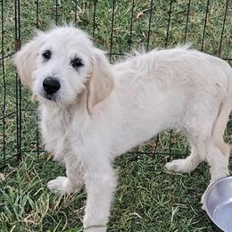 Goldendoodle puppies from Bishop Golden Doodles