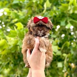 Girl 2 - Liver and white female Shih Tzu puppy in Seguin, Texas from Dolled Up Shih Tzus