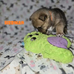 Herman - Red male Swedish Vallhund puppy in Yorktown, Virginia from Skyfyre Swedish Vallhunds