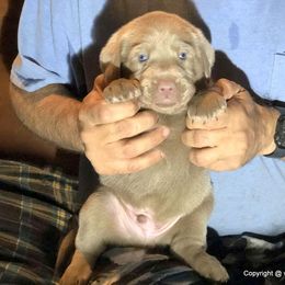 Dilute Retriever Puppies from DLime Ranch Silver Labs