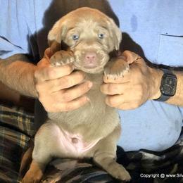 Dilute Retriever Puppies from DLime Ranch Silver Labs