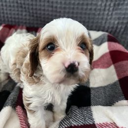 Arwen - Blenheim female Cavapoo puppy in Osseo, Michigan from Smiths Fluffy butts