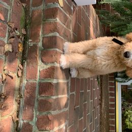 Australian Labradoodle, Double Doodle, Goldendoodle, and Labradoodle Puppies from Lake Mountain Doodle
