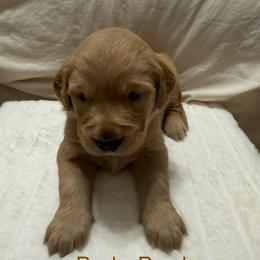 Pick 1 Boy - Dark golden male Golden Retriever puppy in Huntington Beach, California from Beach Cities Golden Retrievers