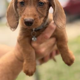 Polly - Red female Dachshund puppy in Marshfield, Missouri from WH Hounds