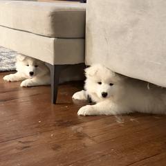 Samoyed puppies from Frostbourn Samoyeds