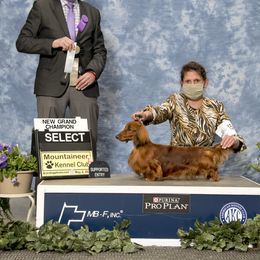 Dachshund All Grown Up from Heartland Dachshunds of So IL