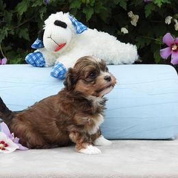 Indie - Red sable male Havanese puppy in Salt Lake City, Utah from Steal Your Heart Havanese