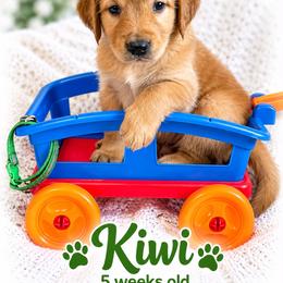 Green Kiwi - Dark golden male Golden Retriever puppy in Apple Valley, California from Frankly Golden