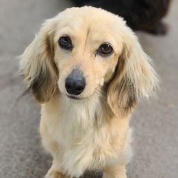 Ivy - Dachshund