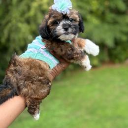 Halley - Sable female Shih Tzu puppy in Garner, North Carolina from House of Paws Heritage Nursery