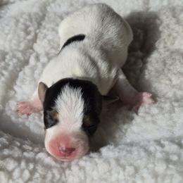 Mochi - Tri-color male Jack Russell Terrier puppy in Menifee, California from Wendover Terriers