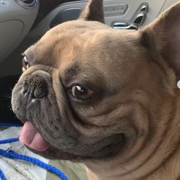 French Bulldogs from 2700 Blocc Bulldogs