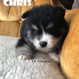 Pomsky Puppies from KP Pomskies LLC