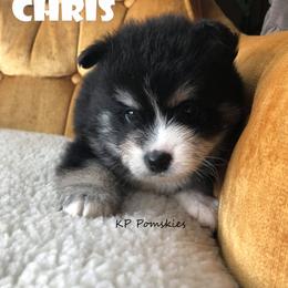 Pomsky Puppies from KP Pomskies LLC